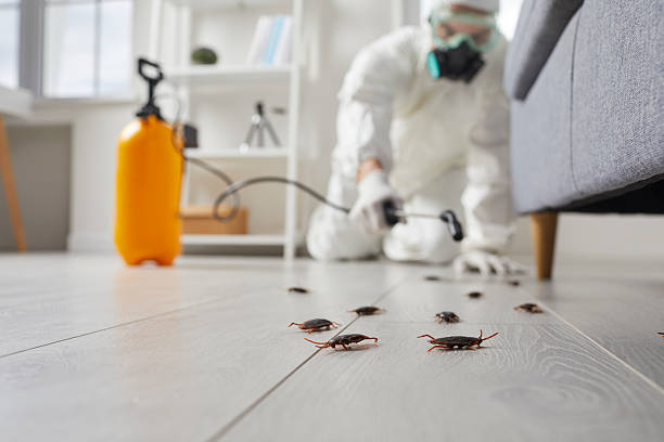 Commercial Kitchen Cockroach Control in Creve Coeur